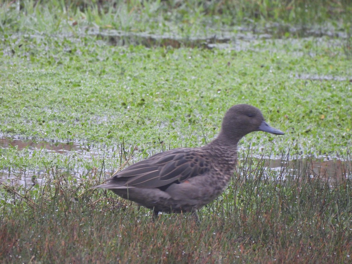 Andean Teal - Rebecca  Hart