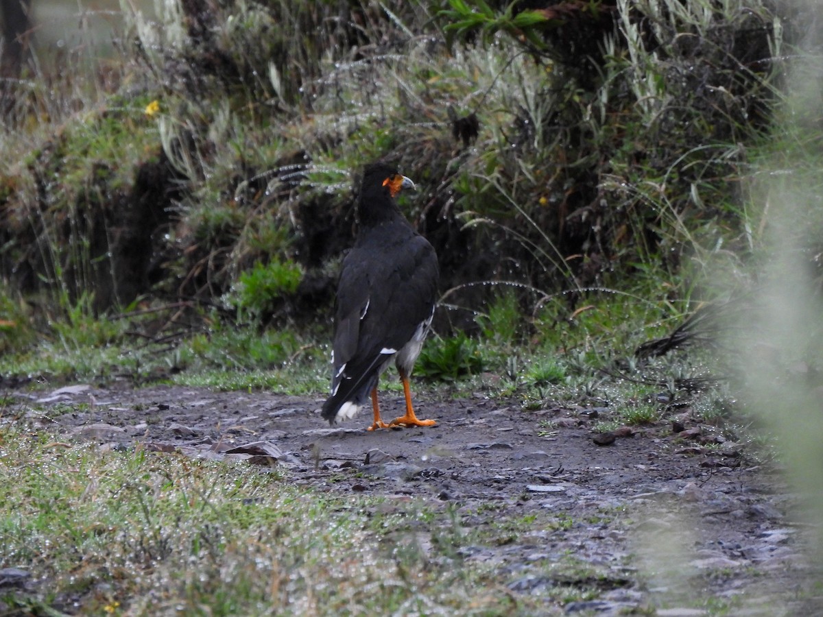 Carunculated Caracara - ML546668931