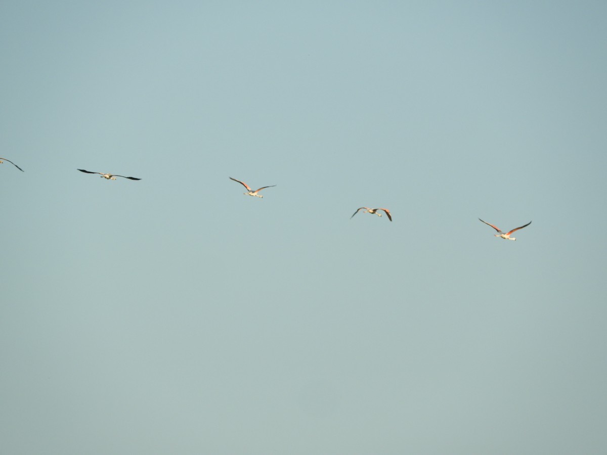 Chilean Flamingo - ML546669051