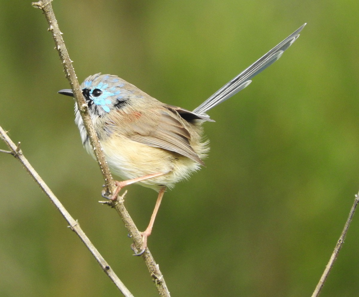 Variegated Fairywren - Niel Bruce