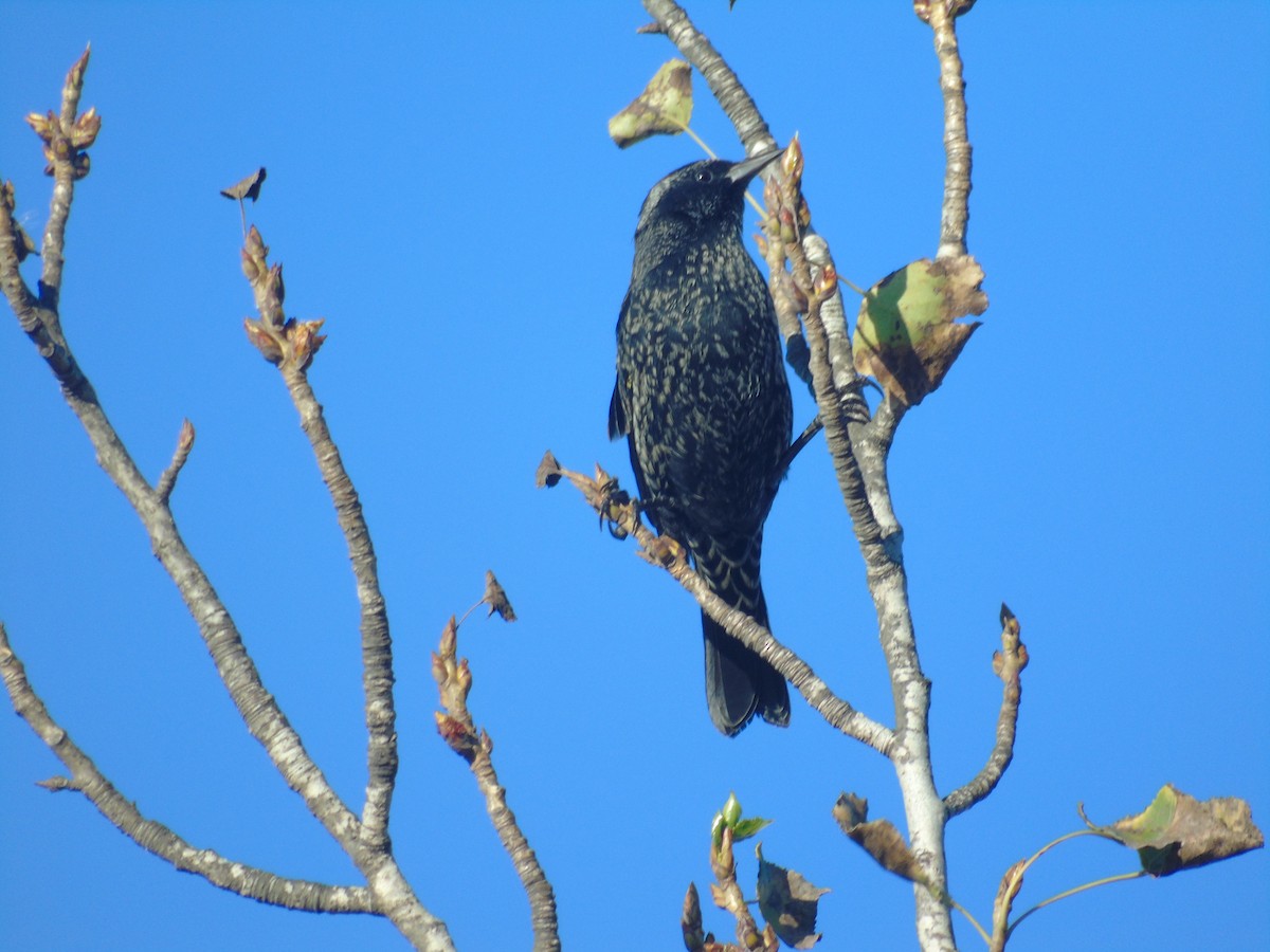 Yellow-winged Blackbird - ML546670001