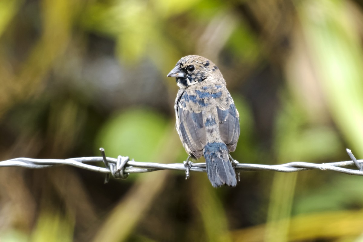 Blue-black Grassquit - Don Danko