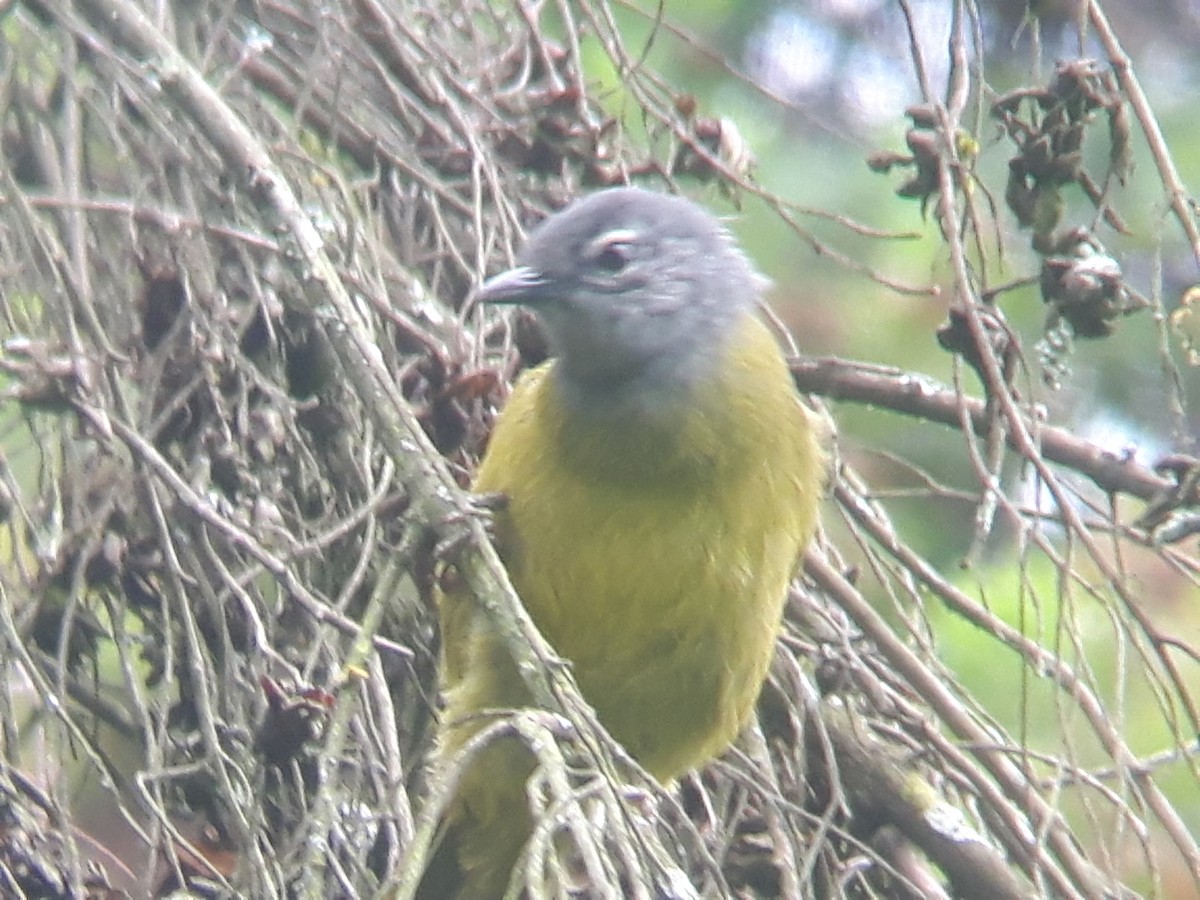 Kikuyu Mountain Greenbul - Elie SINAYITUTSE