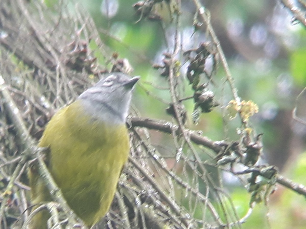 Kikuyu Mountain Greenbul - ML546672791