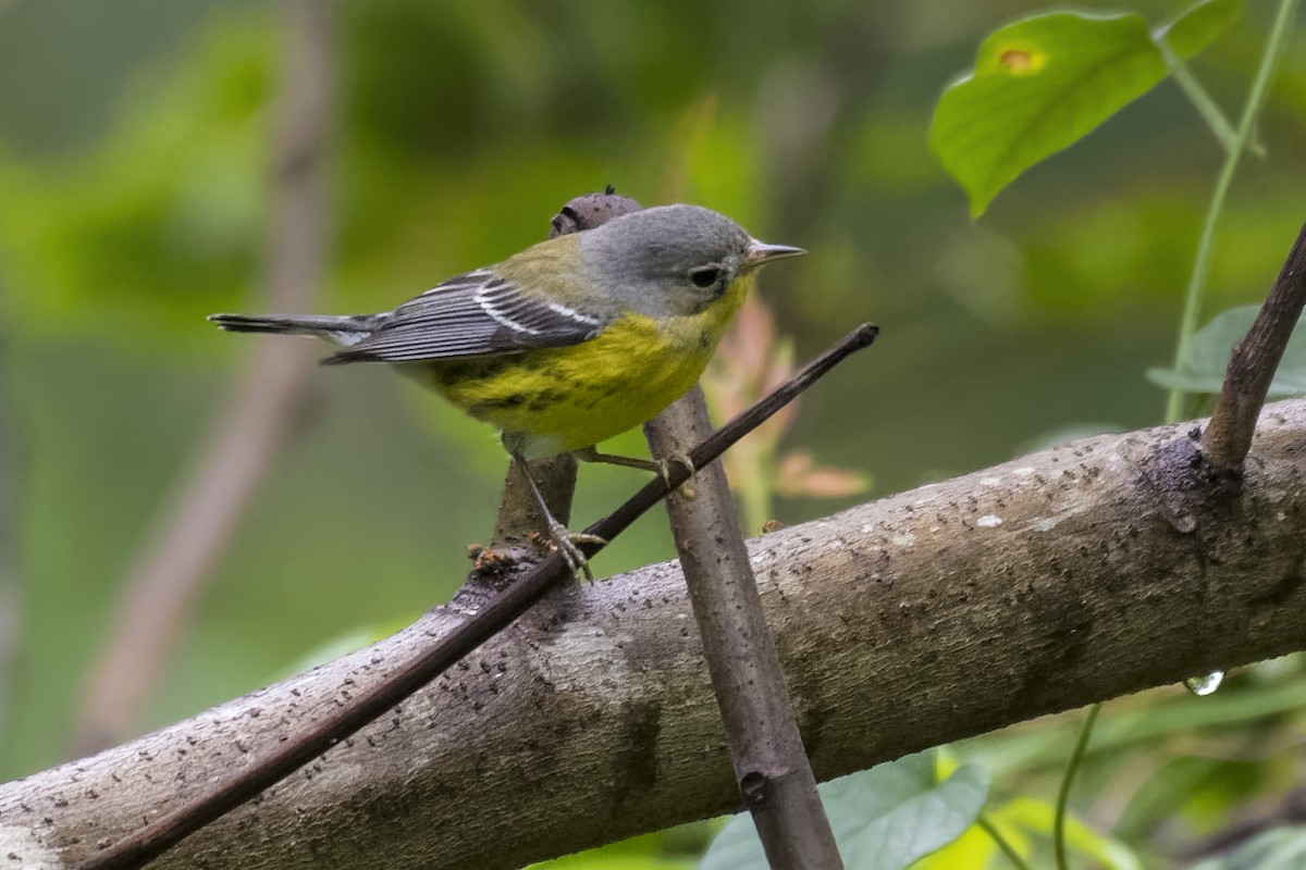 Magnolia Warbler - ML546673101