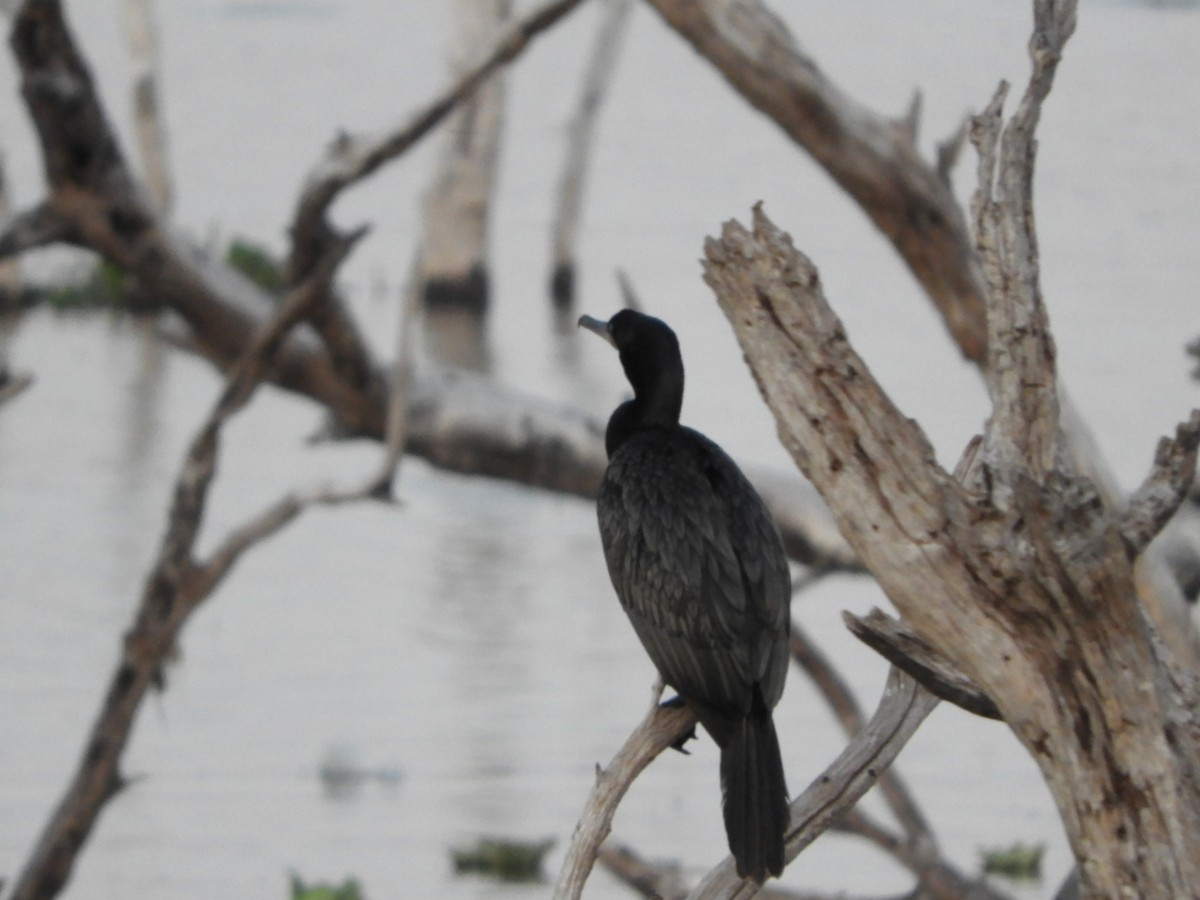 Neotropic Cormorant - ML546673281