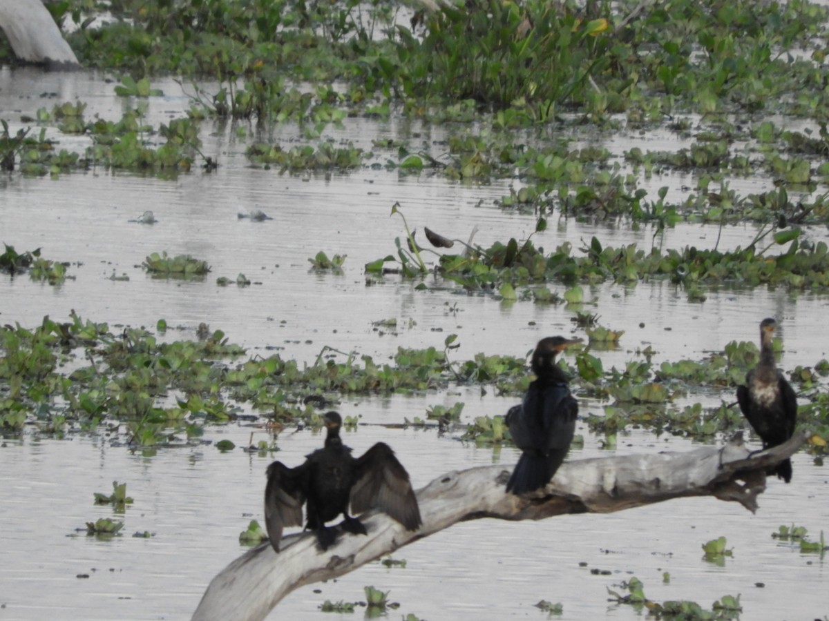 Neotropic Cormorant - ML546673461