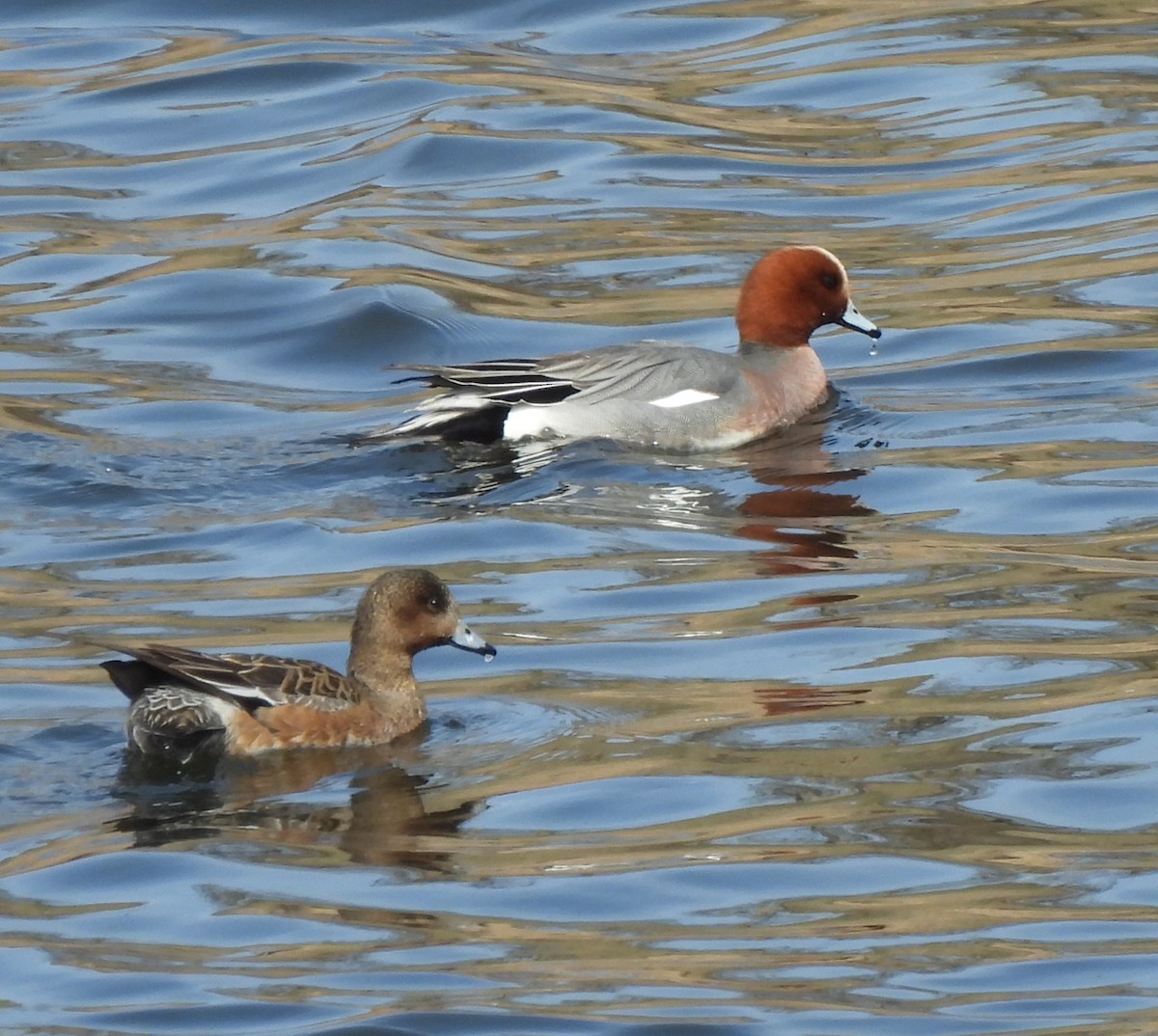 Eurasian Wigeon - ML546673811