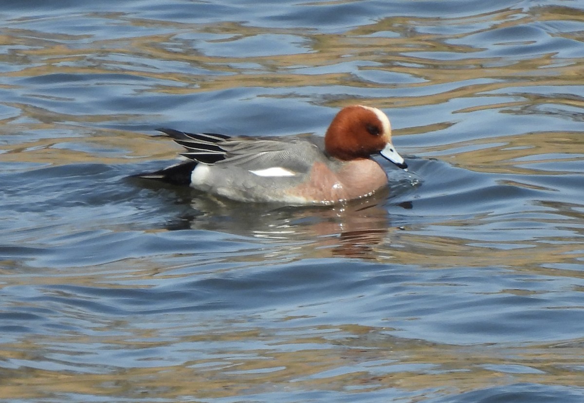 Eurasian Wigeon - ML546673821