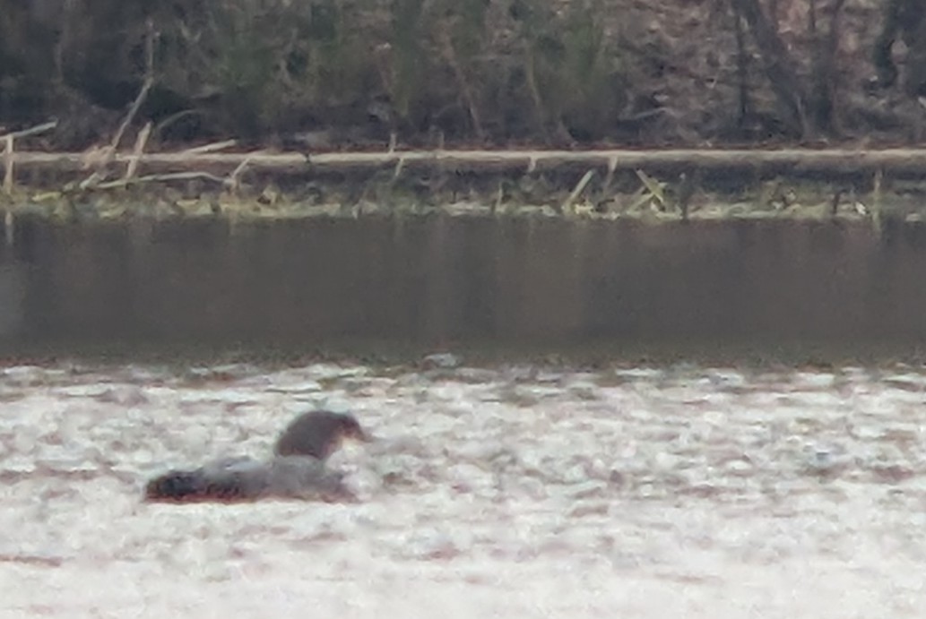 Common Loon - ML546674041