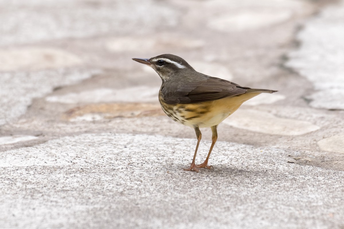 Louisiana Waterthrush - ML546675171