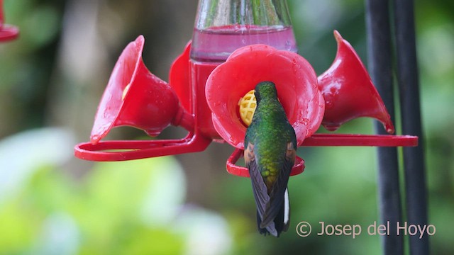 Stripe-tailed Hummingbird - ML546675361