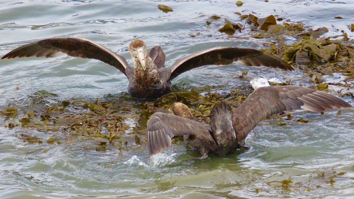 Southern Giant-Petrel - ML546677031