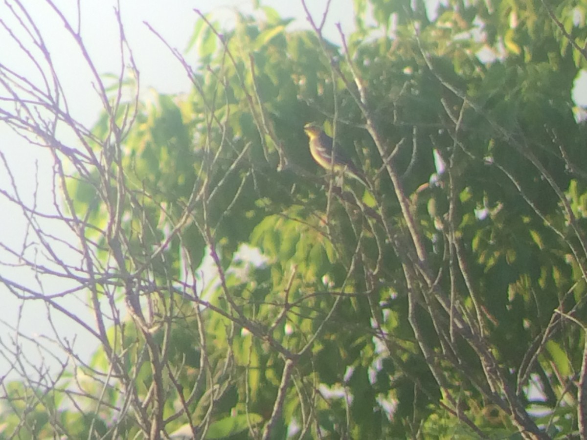 Citrine Wagtail - ML546677231