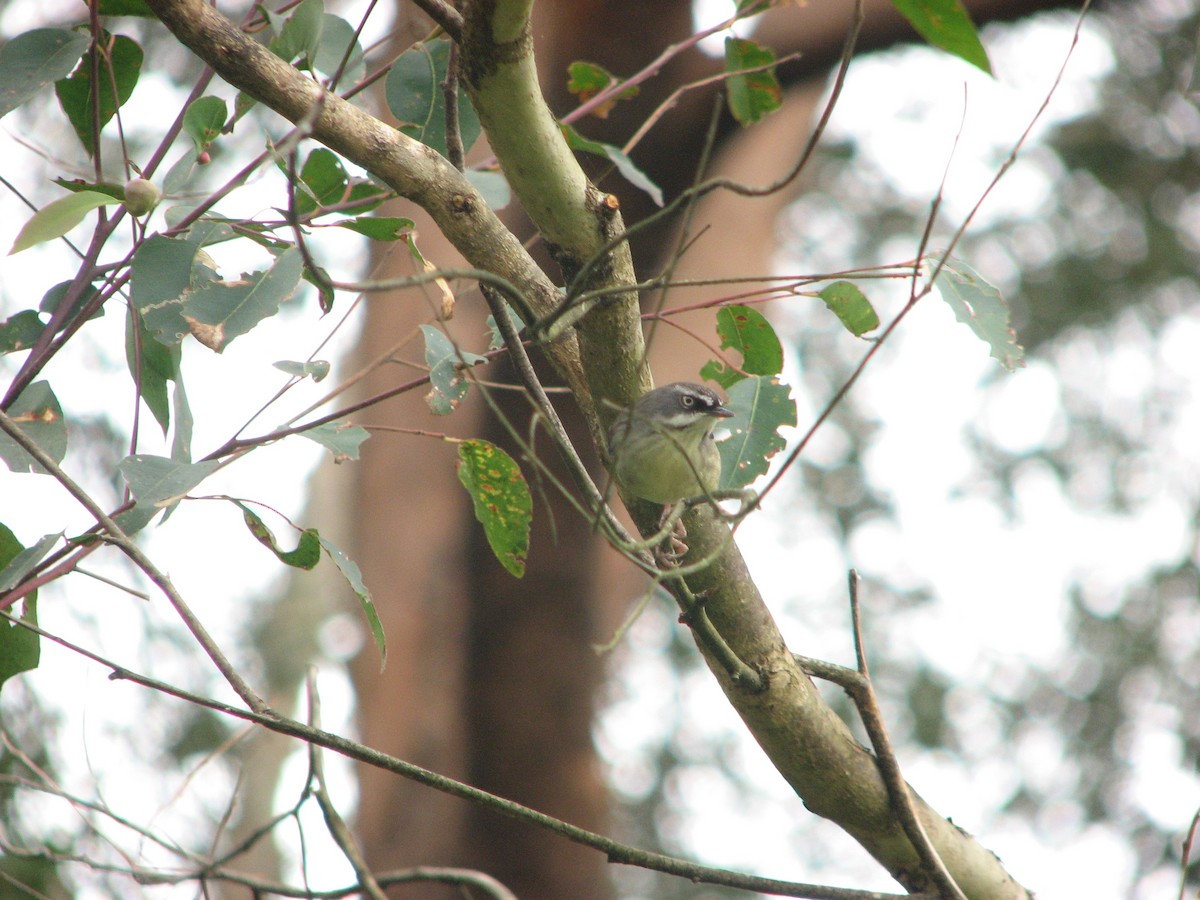 White-browed Scrubwren - ML54667791