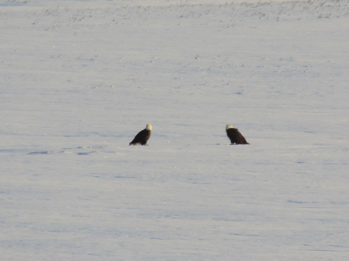 Bald Eagle - ML546678121