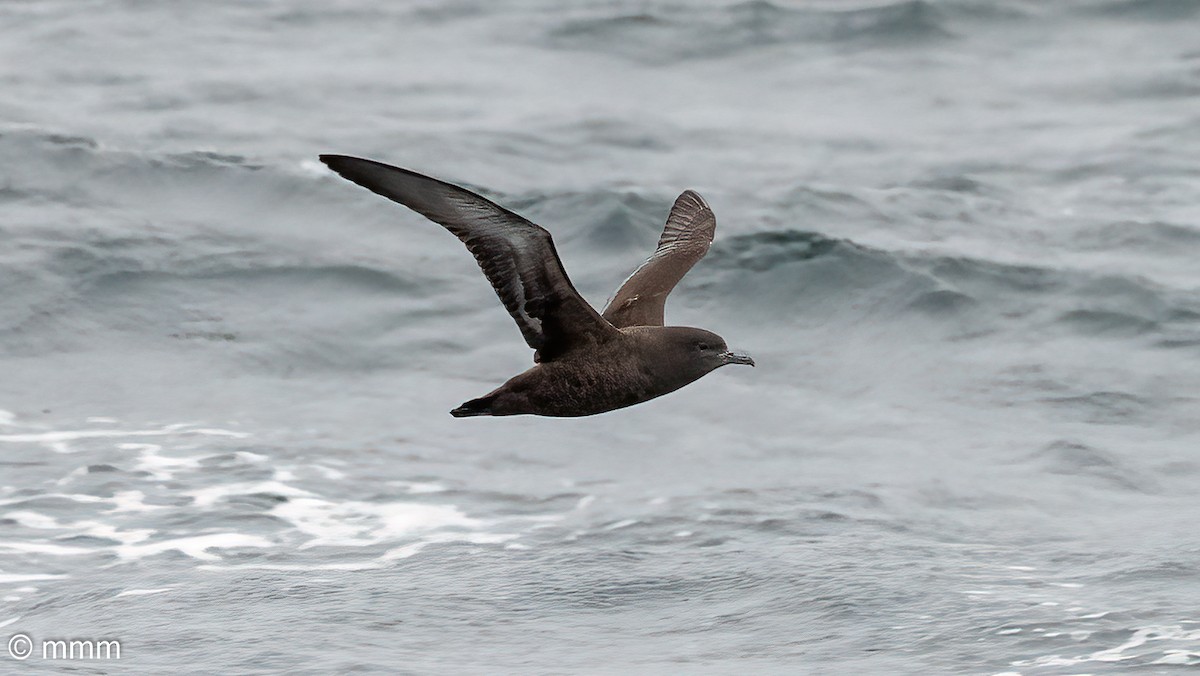 Sooty Shearwater - ML546678421