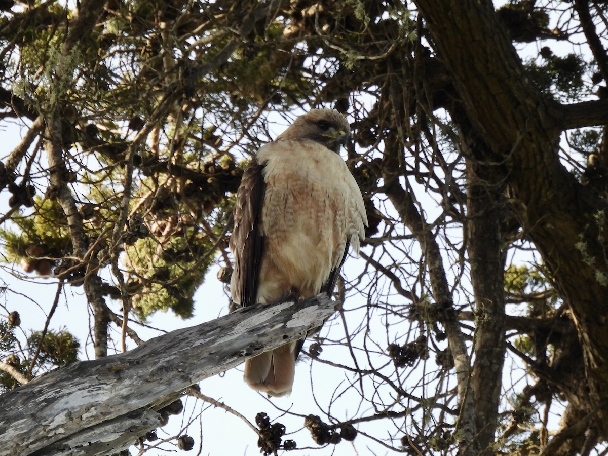 Red-tailed Hawk - ML546679661