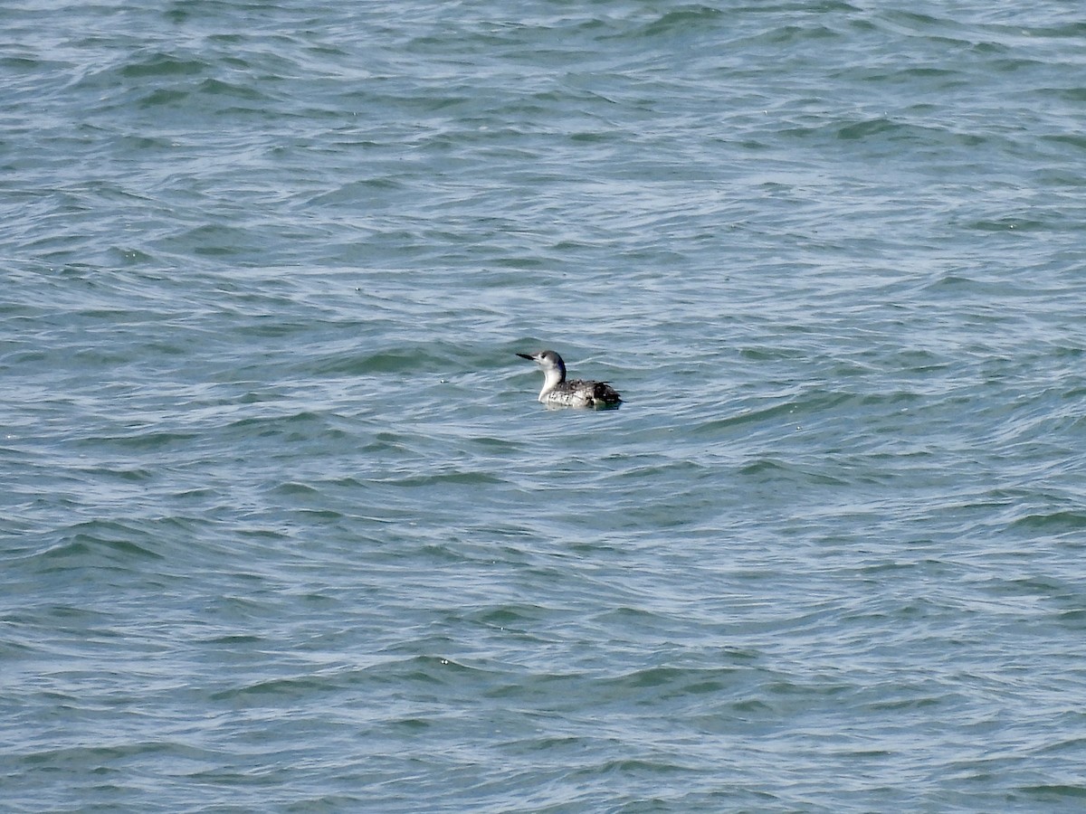 Red-throated Loon - Steve Bielamowicz