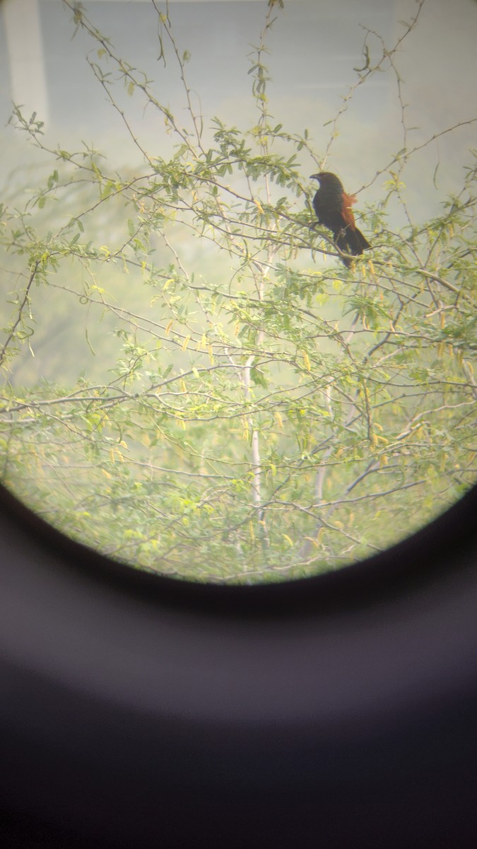 Greater Coucal - ML546680011