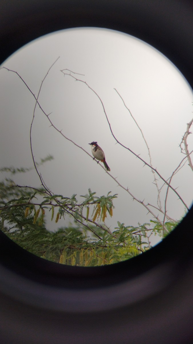 Red-whiskered Bulbul - ML546680171