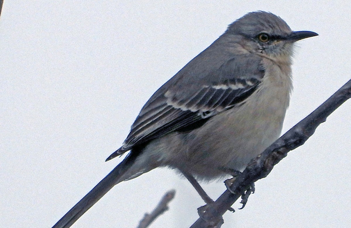 Northern Mockingbird - ML546680391