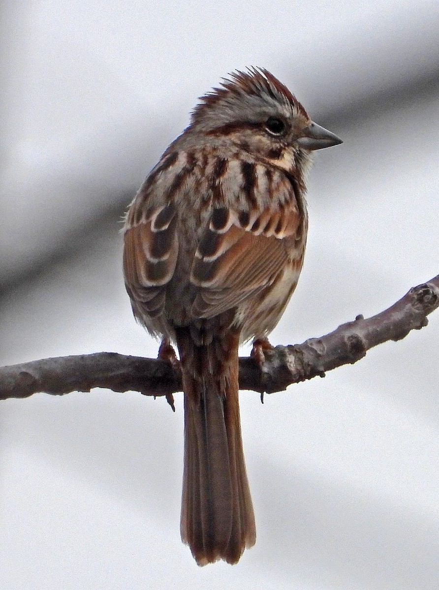 Song Sparrow - ML546680681