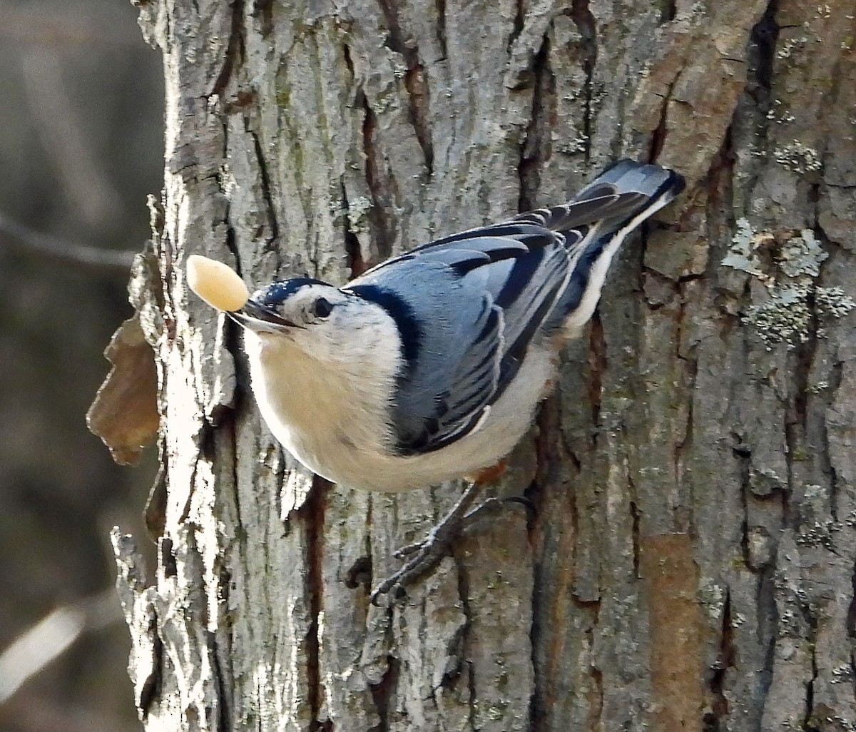 White-breasted Nuthatch - ML546680751