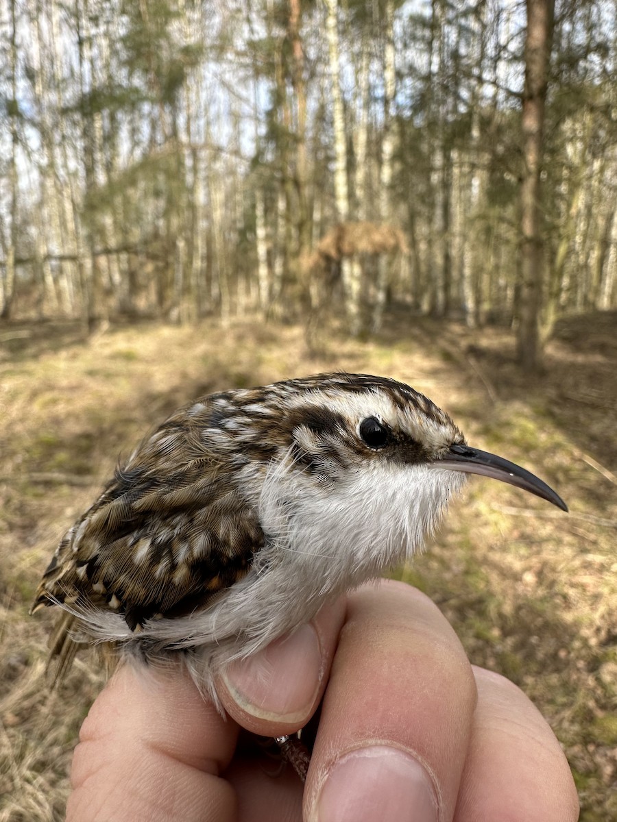 Eurasian Treecreeper - ML546680891