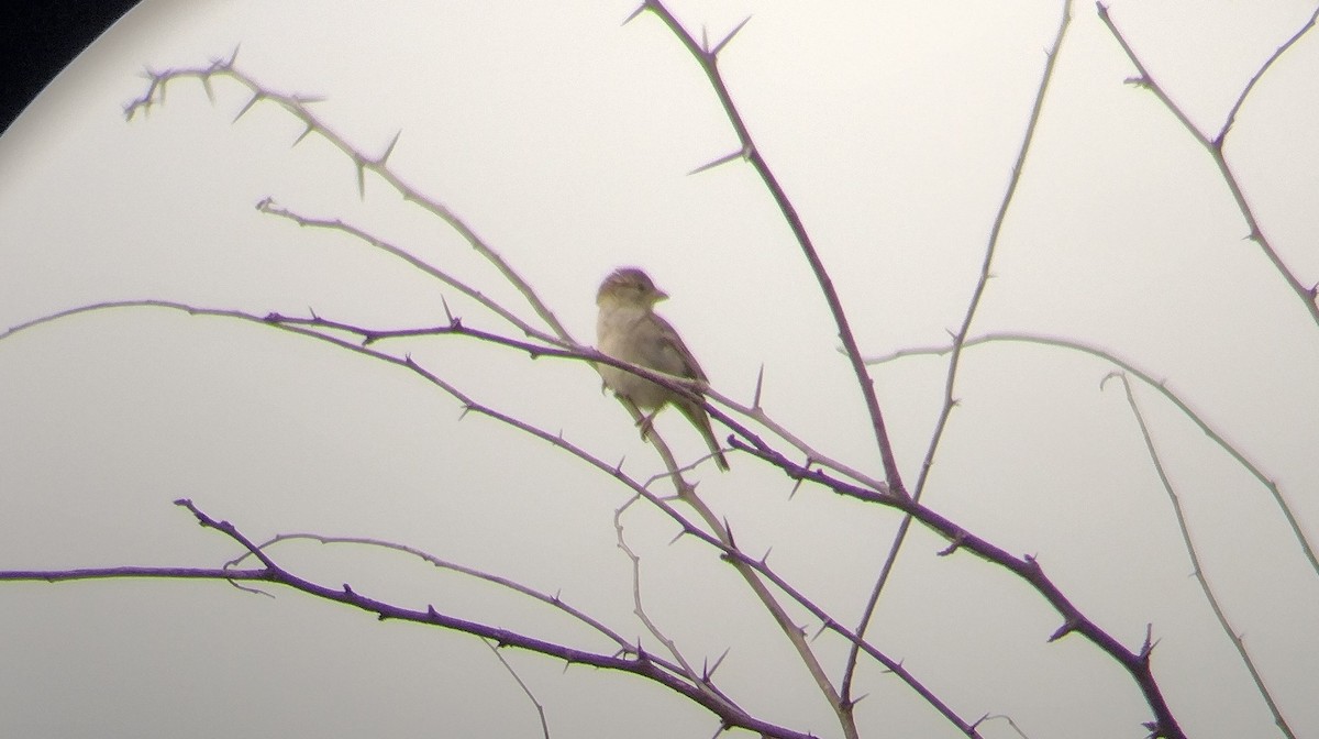 House Sparrow - ML546681901