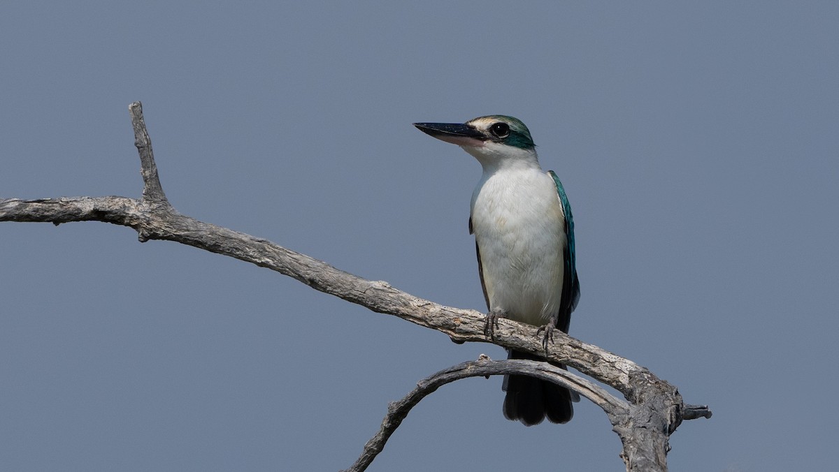 Martin-chasseur à collier blanc (kalbaensis) - ML546683141