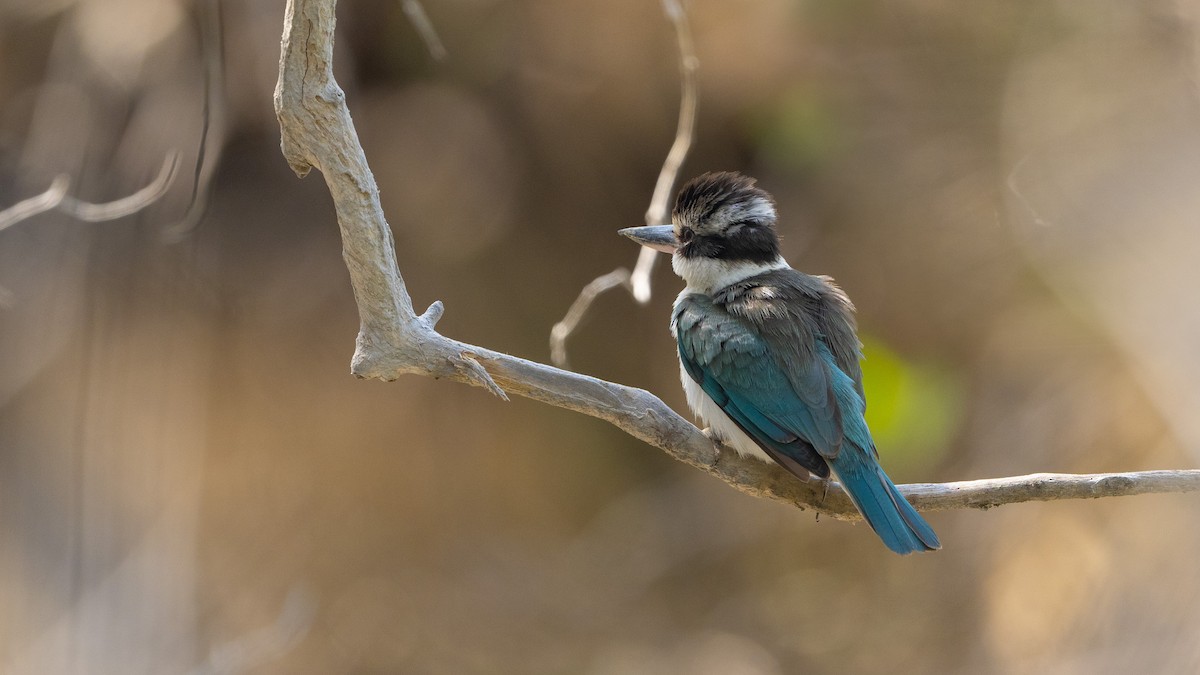 Collared Kingfisher (Arabian) - ML546683191