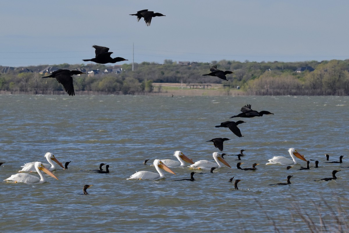 American White Pelican - ML546683971