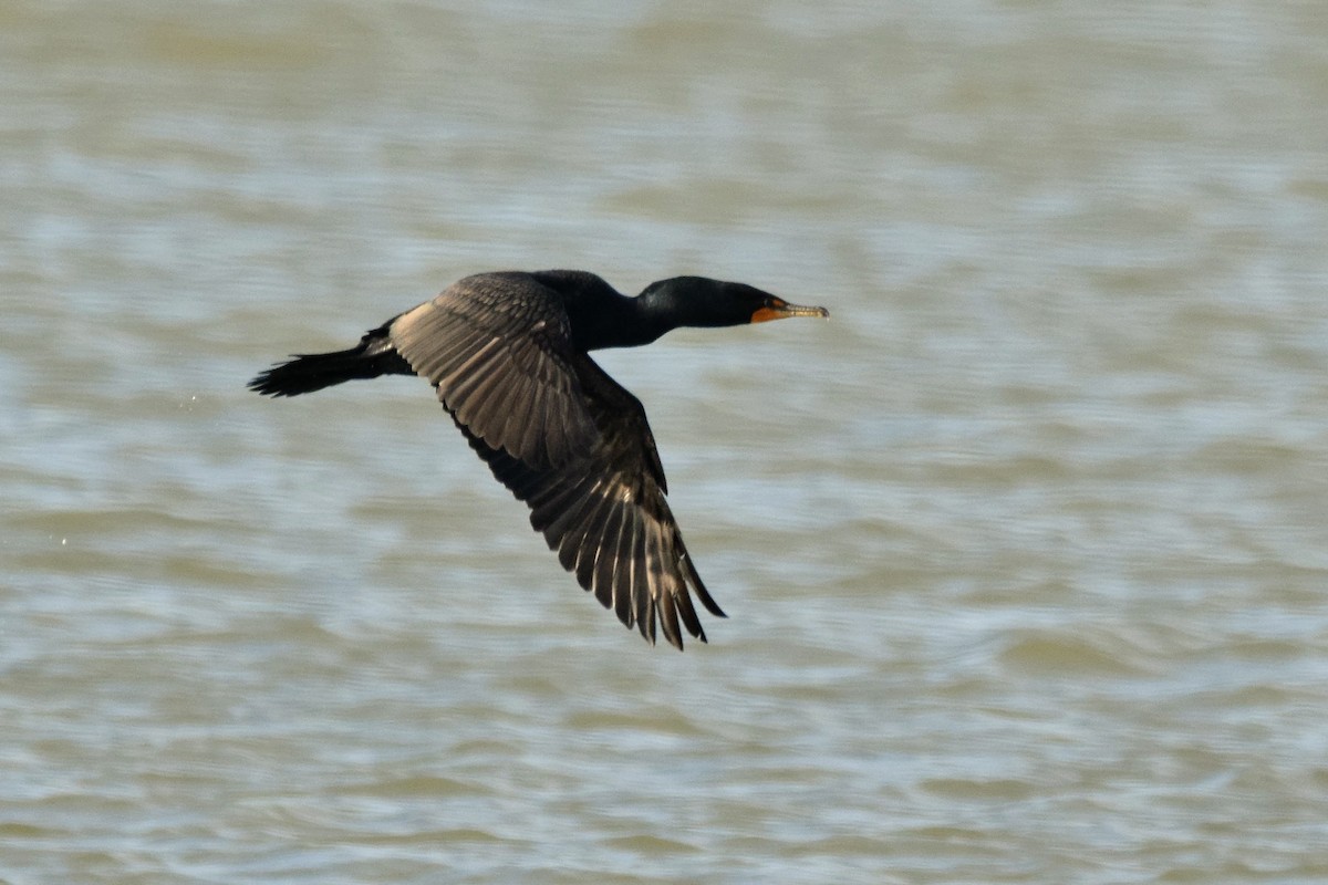 Double-crested Cormorant - ML546684061