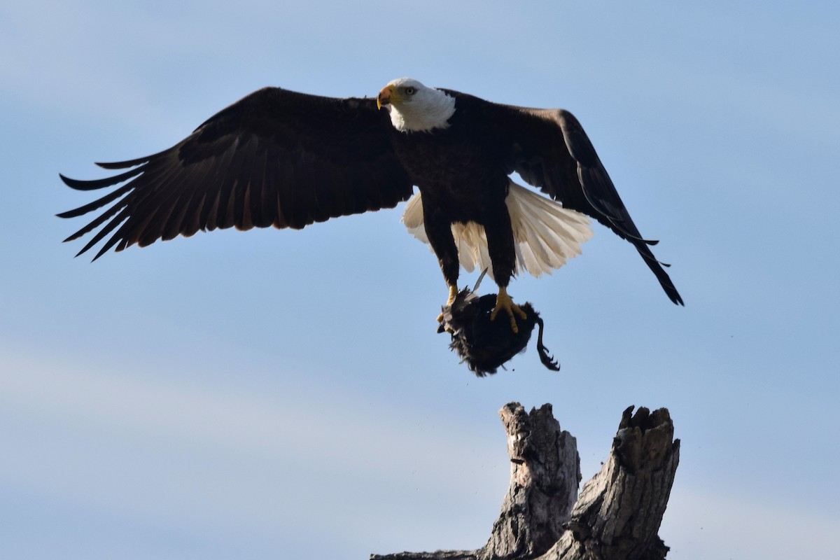 Bald Eagle - ML546684111