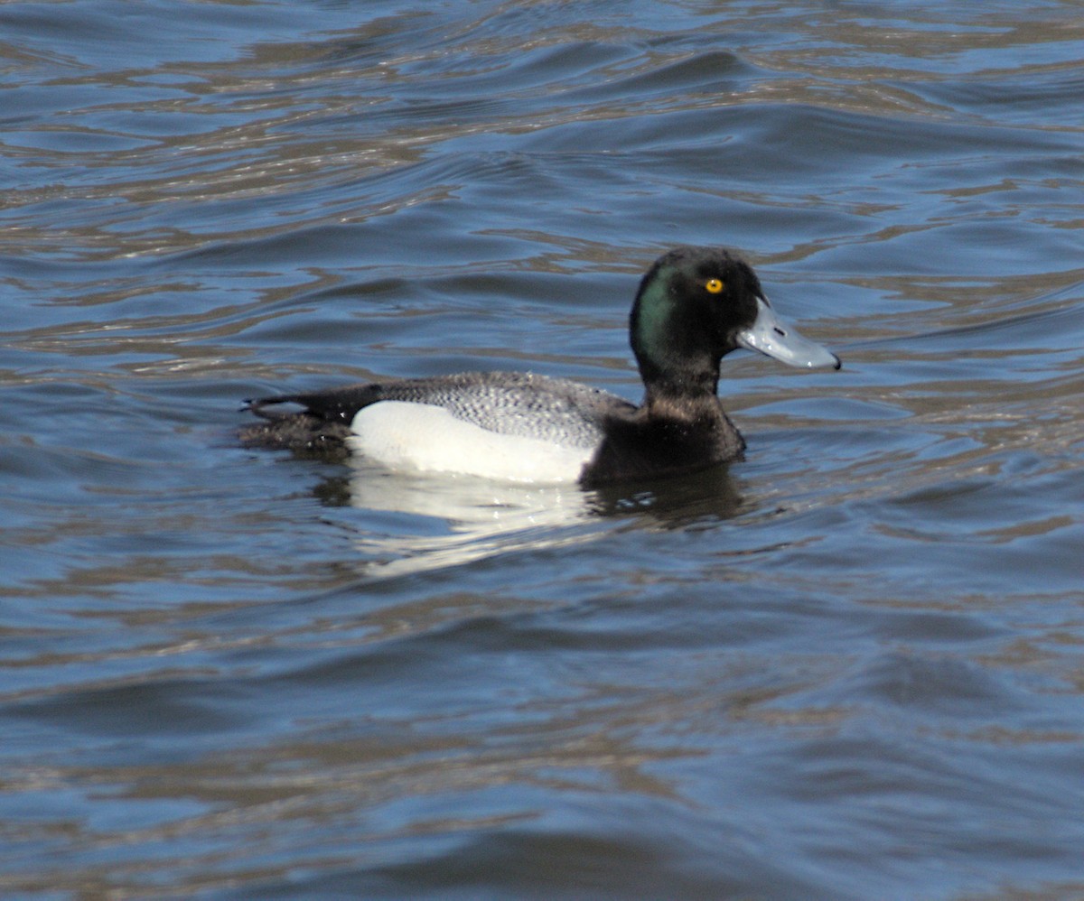 Greater Scaup - Sean Schendel