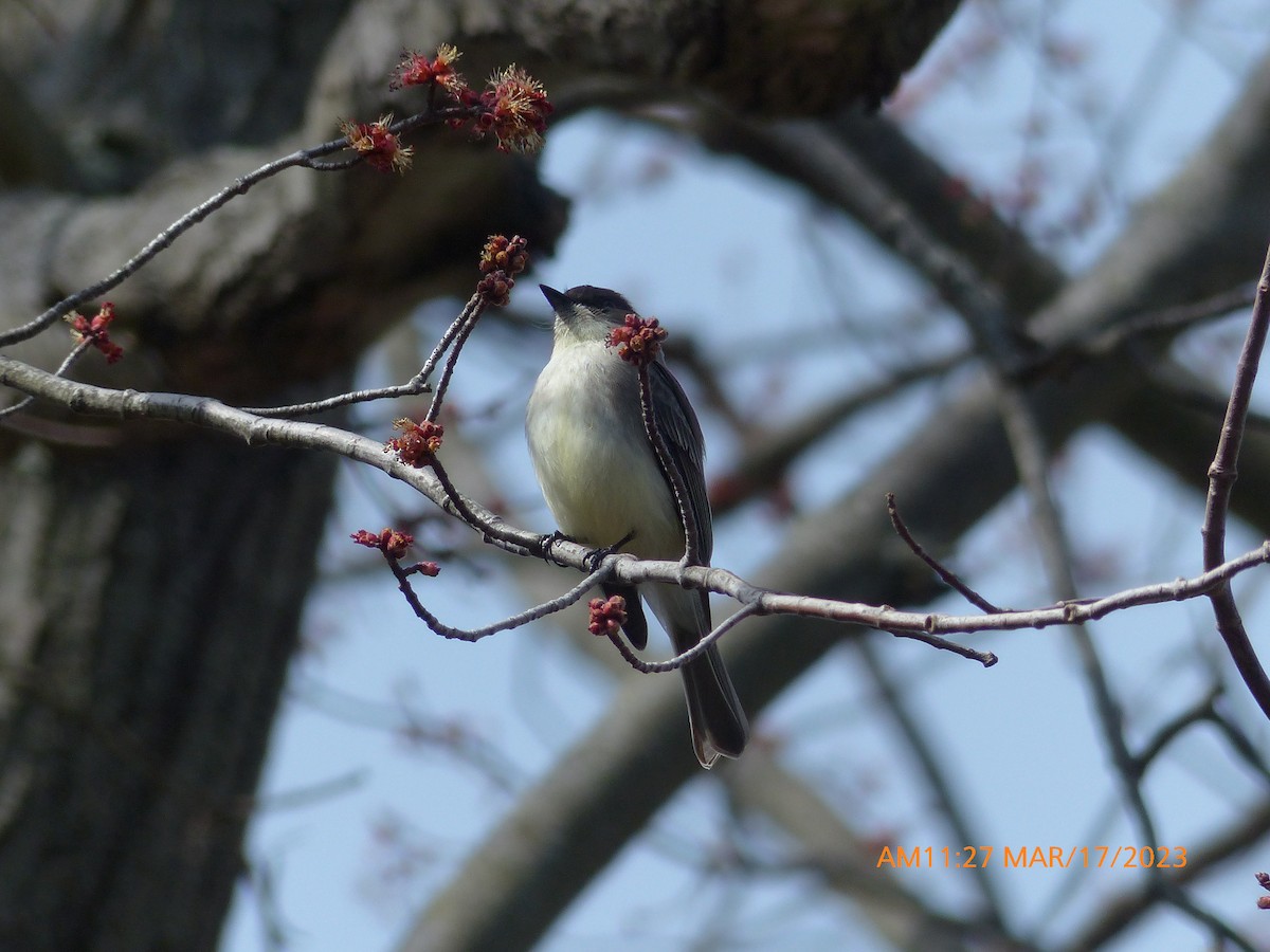 Eastern Phoebe - ML546684301