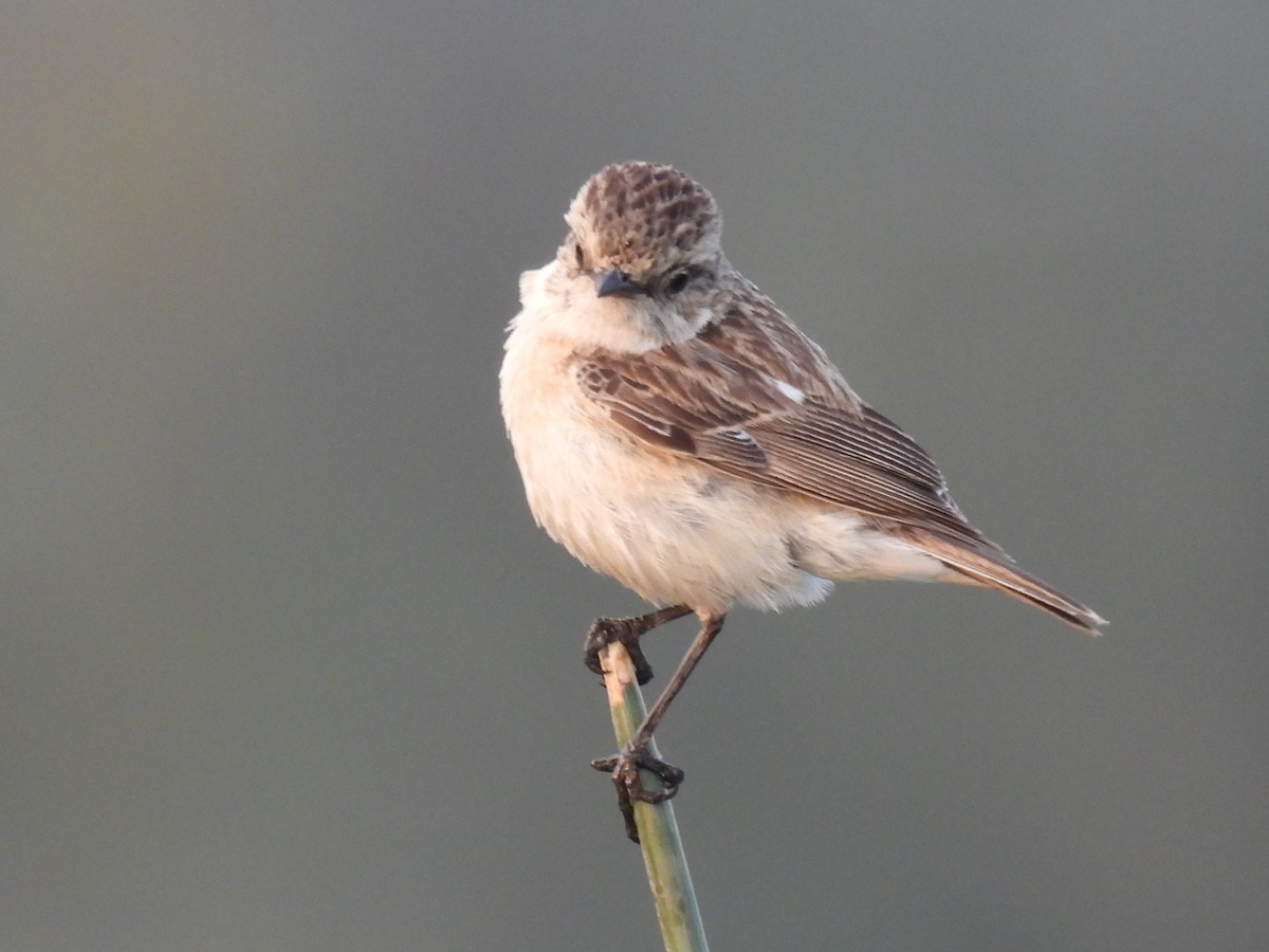 Siberian Stonechat - Ramesh Desai