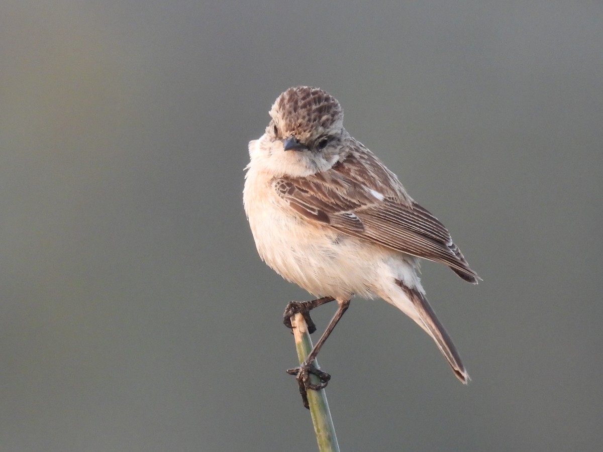 Siberian Stonechat - Ramesh Desai