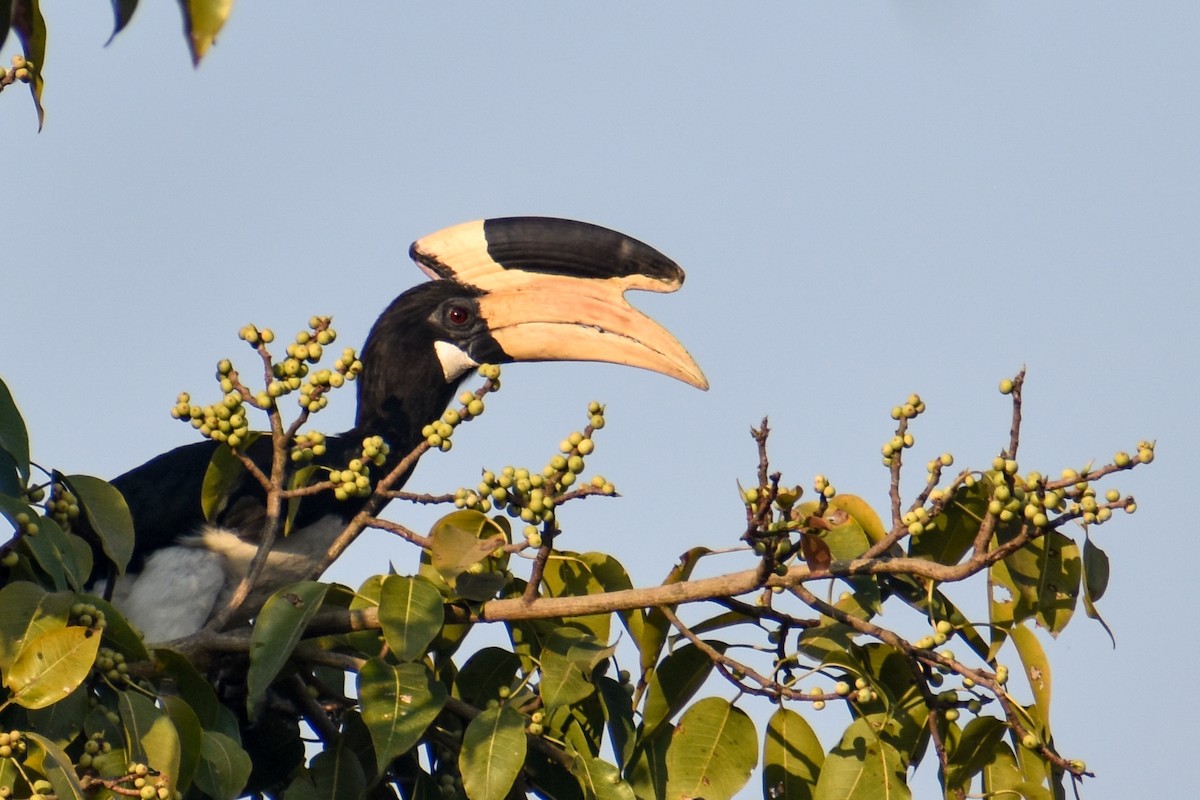 Malabar Pied-Hornbill - ML546684991