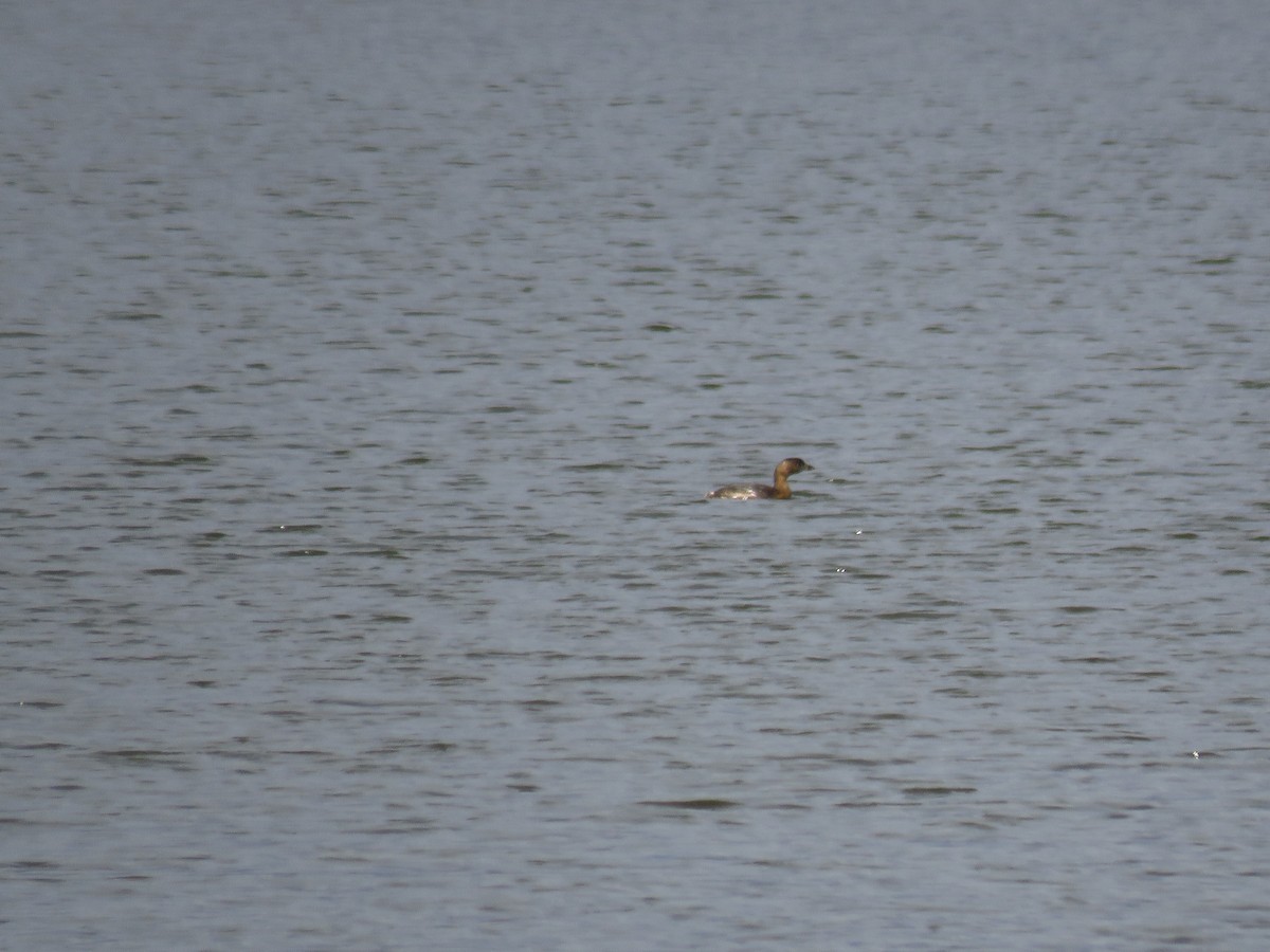 Pied-billed Grebe - ML546685111