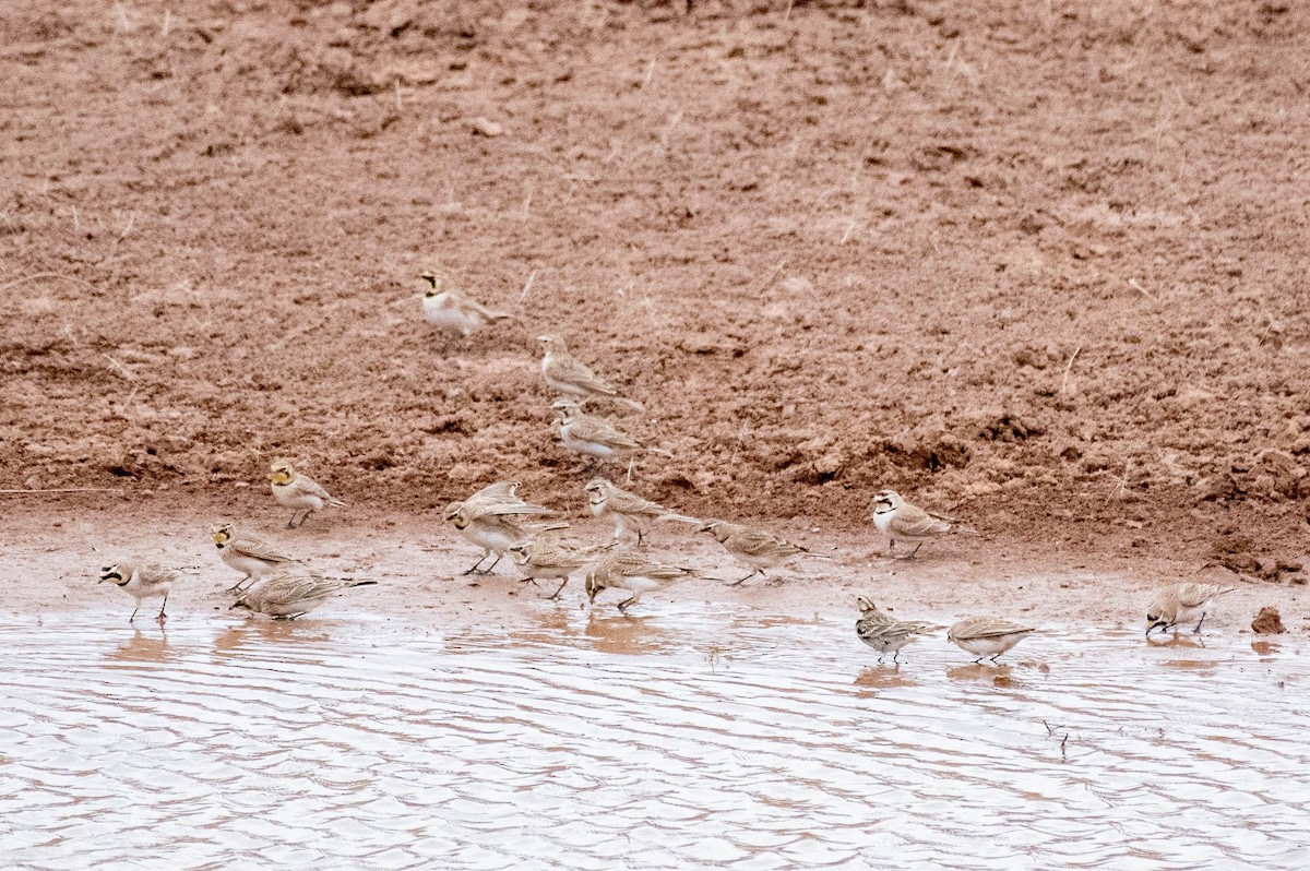 Chestnut-collared Longspur - ML546685991