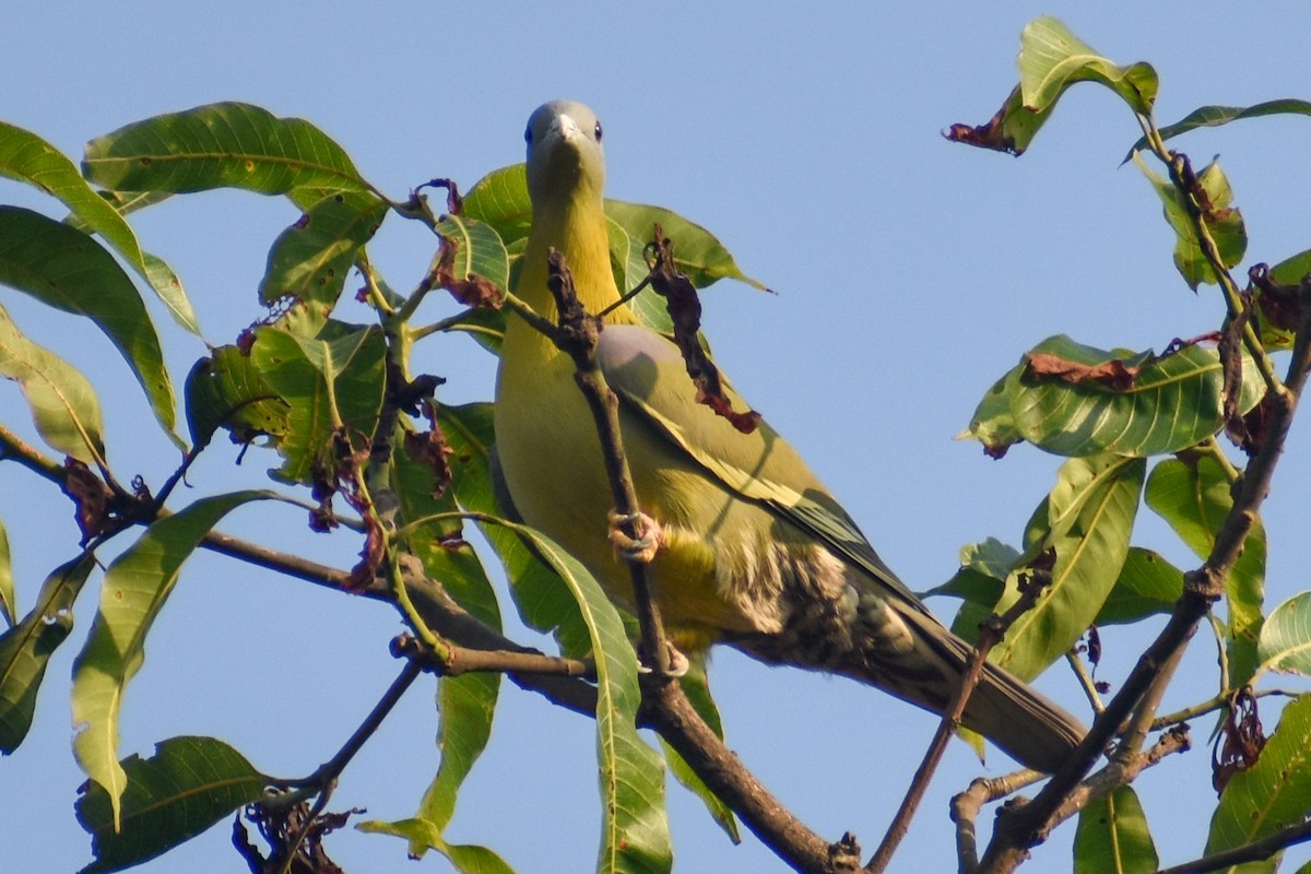 Yellow-footed Green-Pigeon - ML546686441