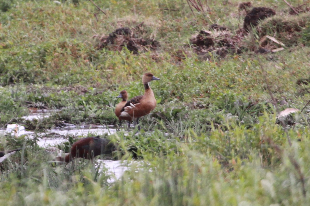 Fulvous Whistling-Duck - ML546686741