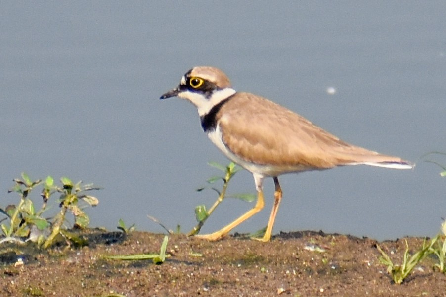 Little Ringed Plover - ML546687511