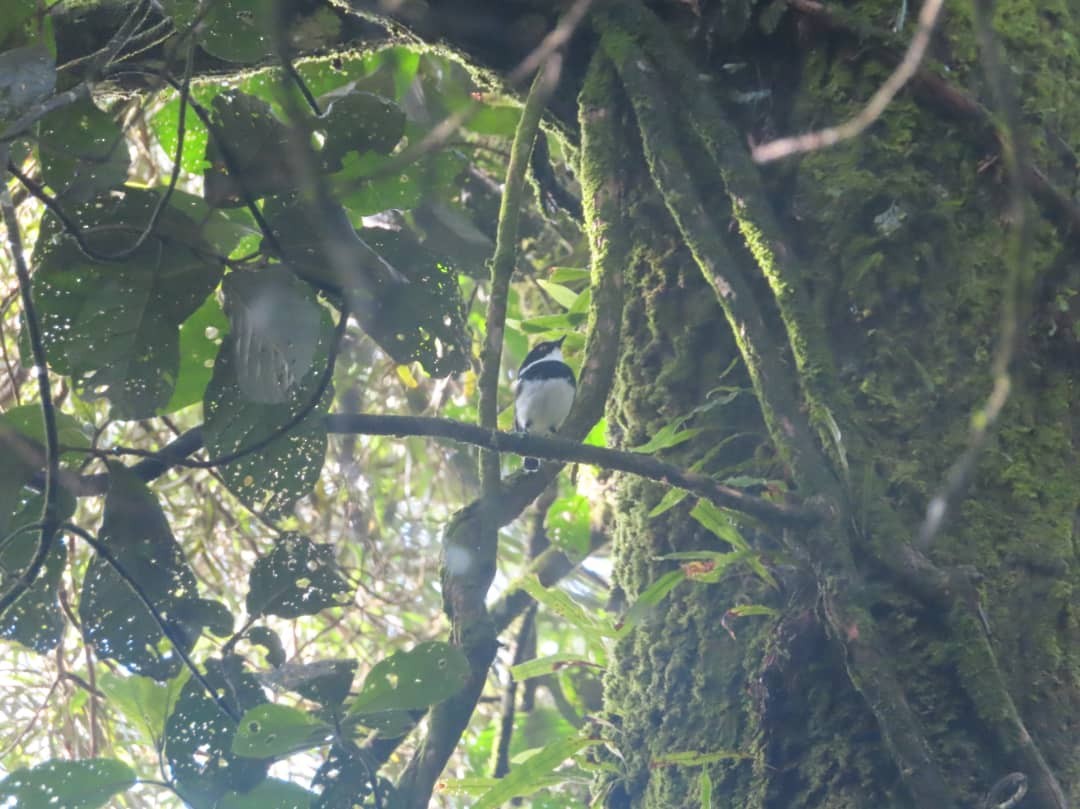 Rwenzori Batis - ML546688481