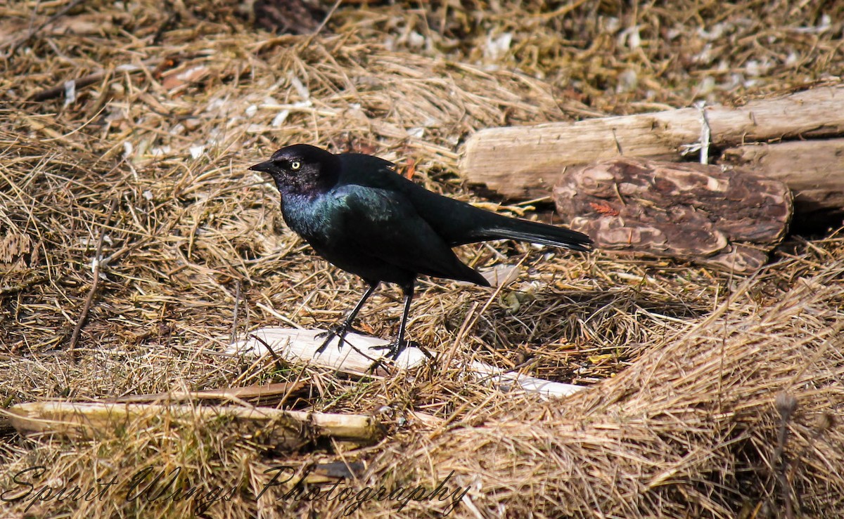 Brewer's Blackbird - Camille Bock