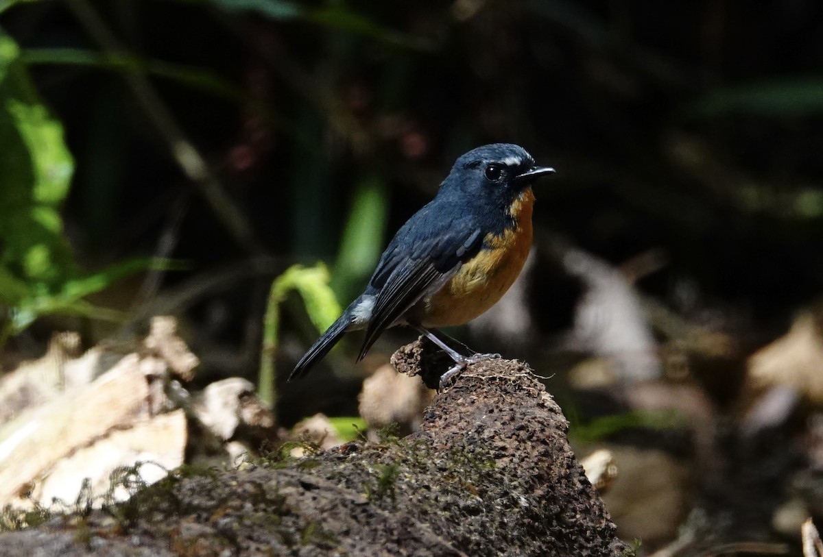 Snowy-browed Flycatcher - ML546691201