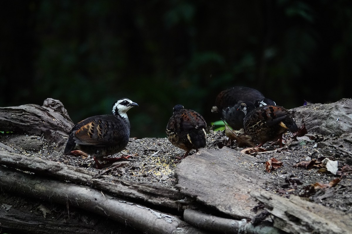 Gray-breasted Partridge - ML546691461