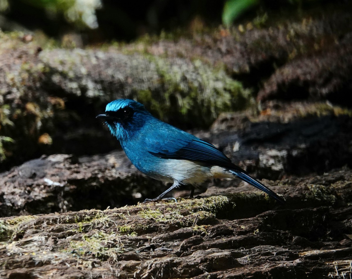 Indigo Flycatcher (Javan) - ML546692811